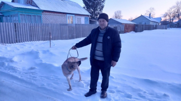 «Не смог пройти мимо». Житель Панино приютил бездомную собаку и оплатил ей операцию