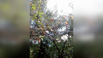 В Грибановке в сентябре зацвела яблоня